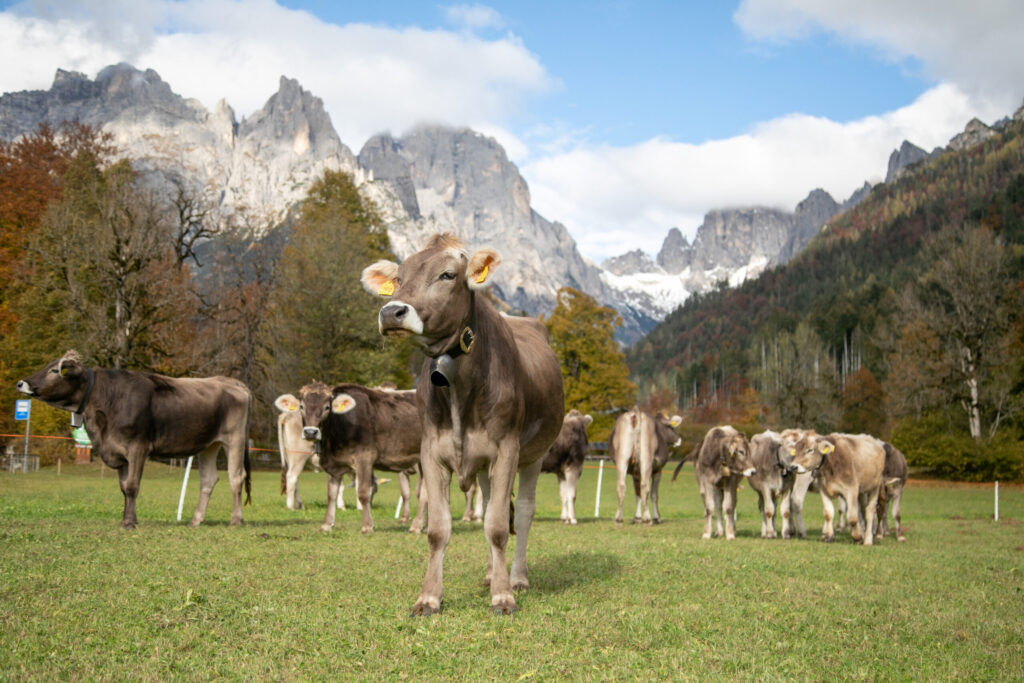 Panorama Baita La Ritonda Val Canali